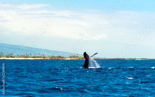 Whale jumps out of the water, Hawaii, USA. Copy space for text.