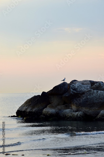 Magische Stimmung am Strand, Möwe sitzt bei Sonnenaufgang auf einem Felsen im Meer