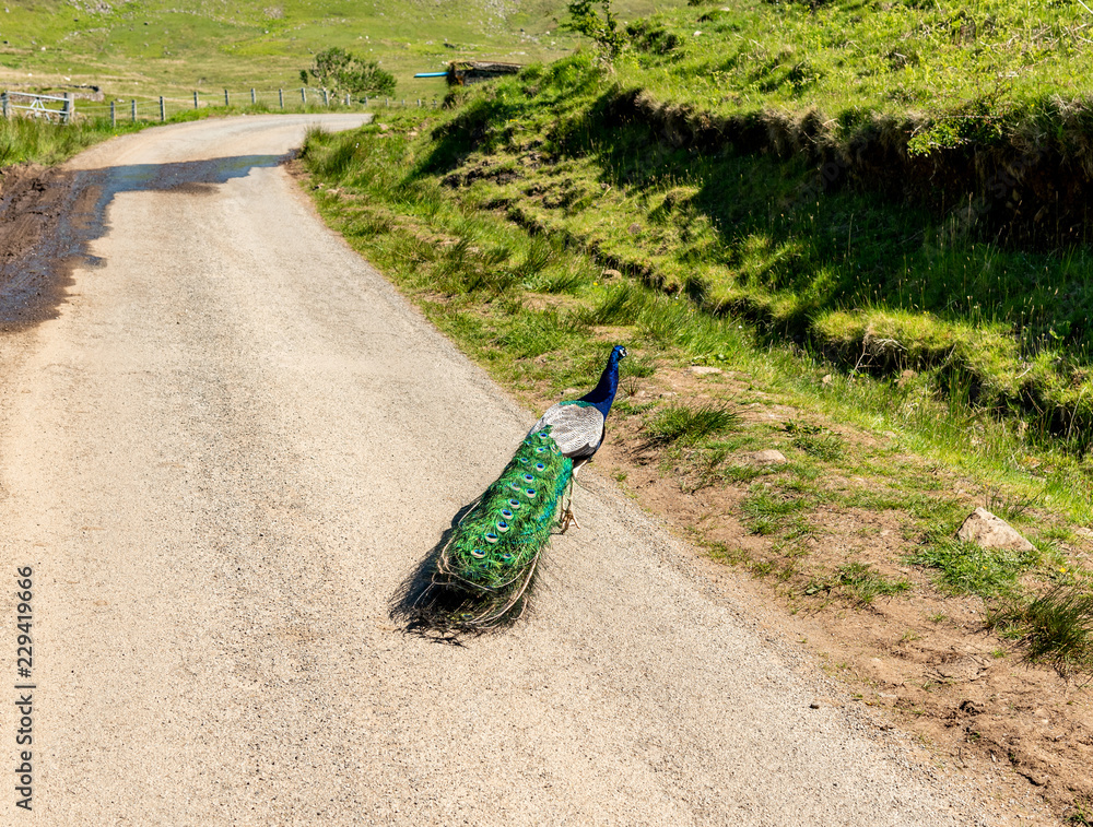 Obraz premium peacock on path in garden