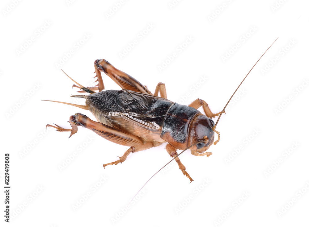 Gryllidae ,Orthoptera isolated on white background Gryllidae ,Orthoptera isolated on white background