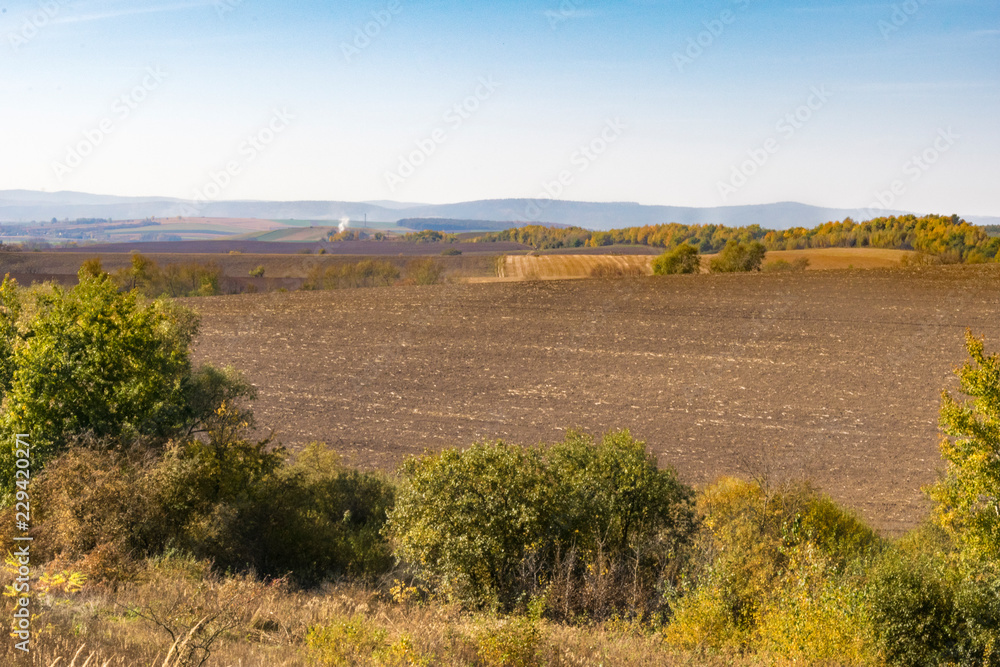 Fototapeta premium Agricultural field with autumn wild field herbs and bushes