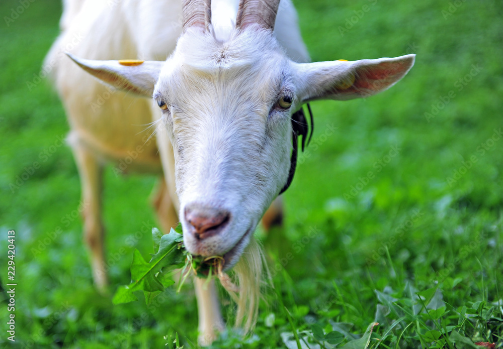 Portrait of a goat eating green grass Portrait of a goat eating green grass