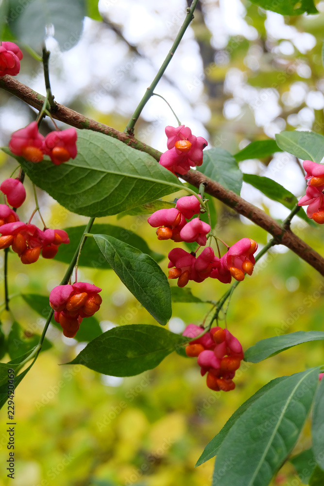 Branches of euonymus with fruits in autumn Branches of euonymus with fruits in autumn
