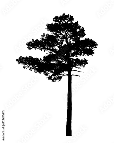 Pine tree silhouette isolated on white background vector