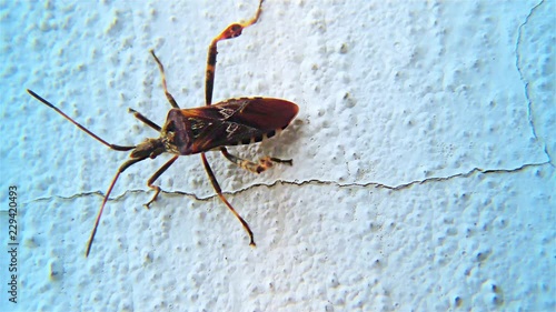 Brown Bug on a White Wall – Triatominae Bug, Closeup, detail.