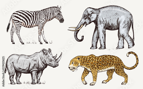 Set of African animals. Rhinoceros Elephant Leopard. Engraved hand drawn Vintage old monochrome safari sketch. Vector illustration.