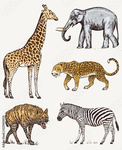 Set of African animals. Elephant Giraffe Leopard Hyena Wild zebra. Engraved hand drawn Vintage old monochrome safari sketch. Vector illustration.
