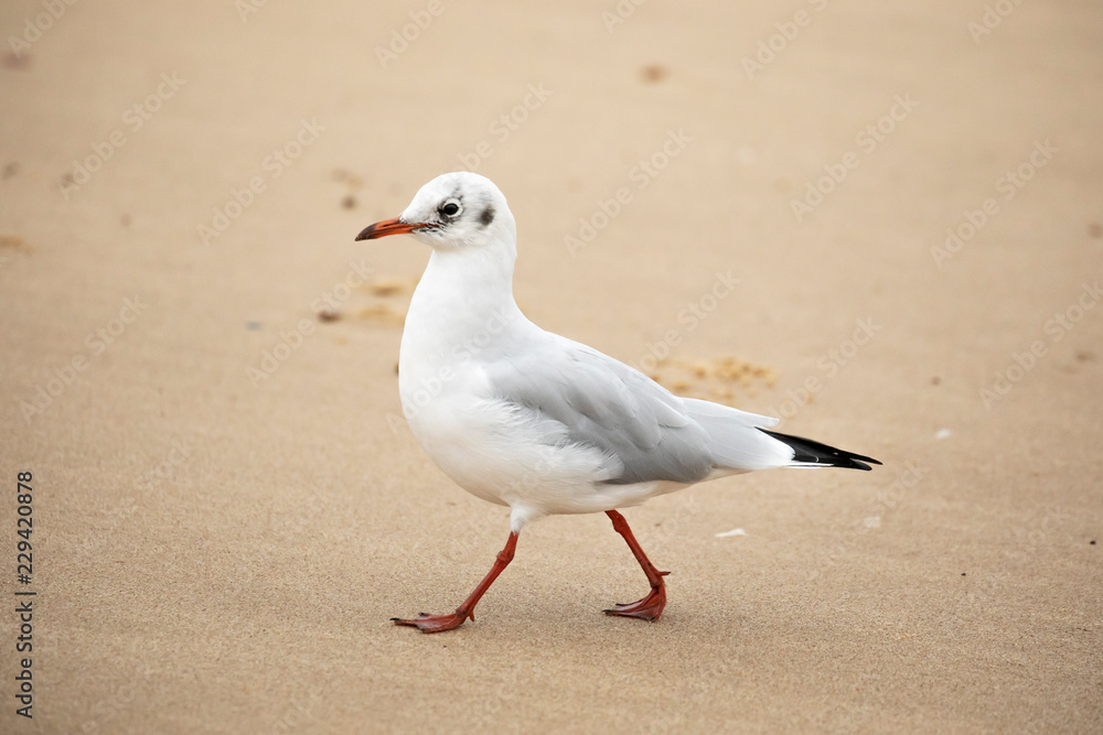 Fototapeta premium Sea gull walking on beach