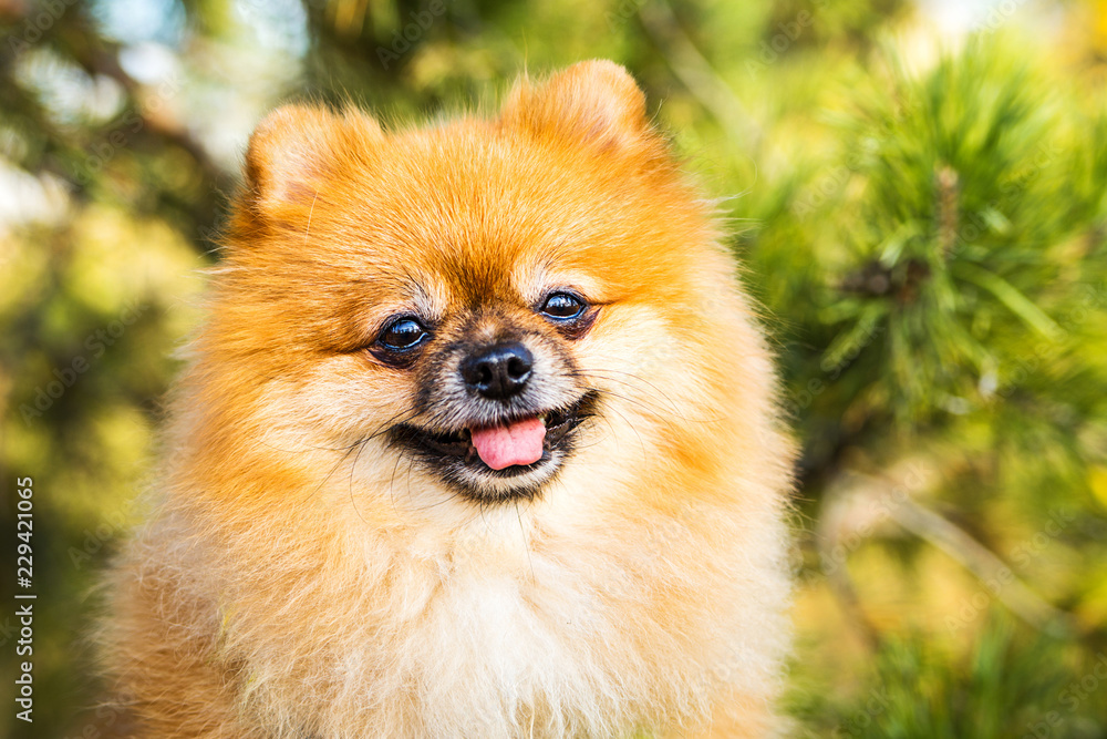 Portrait of ginger Pomeranian dog on a nature background. Portrait of ginger Pomeranian dog on a nature background.