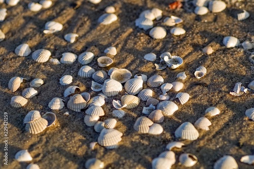 białe muszelki na piasku na plaży