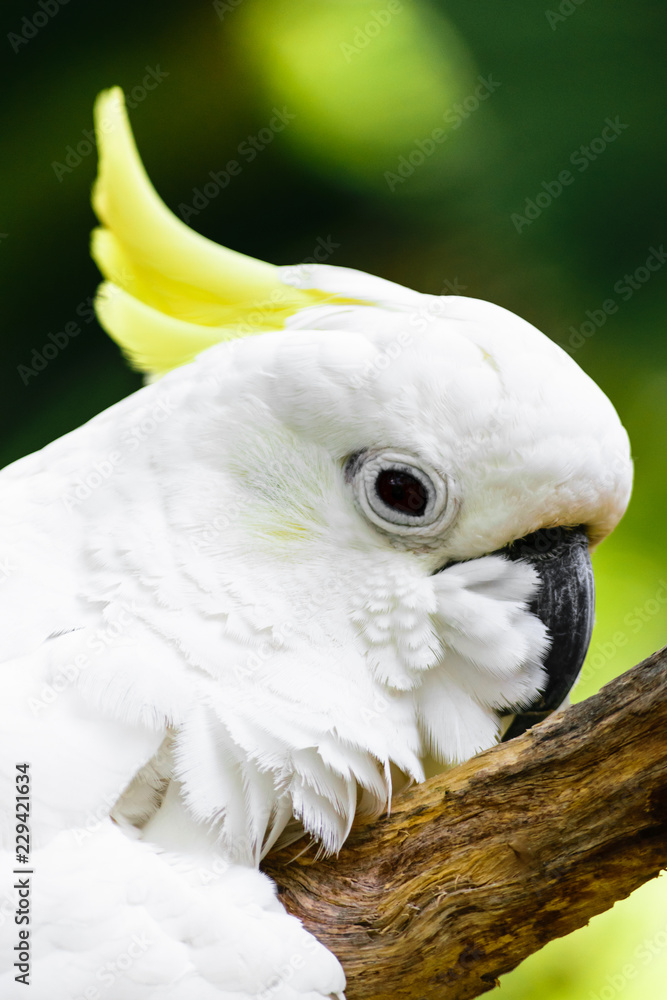 Portrait of white Sulphur-crested cockatoo resting on branch Portrait of white Sulphur-crested cockatoo resting on branch