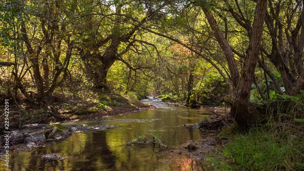 Russia, the Caucasus. The river in the mountains with clear water flows through the autumn forest with yellow leaves Russia, the Caucasus. The river in the mountains with clear water flows through the autumn forest with yellow leaves