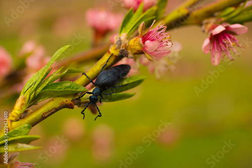 Peach blossom in April. Pink flowers of fruit tree. Meloe proscarabaeus. photo