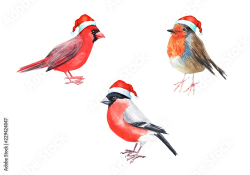 Merry Christmas hatted bird greeting decoration. Hand painted bird bullfinch robin red cardinal  isolated on white illustration. Fun and joy decoration use for kids card, web, cover and prints..