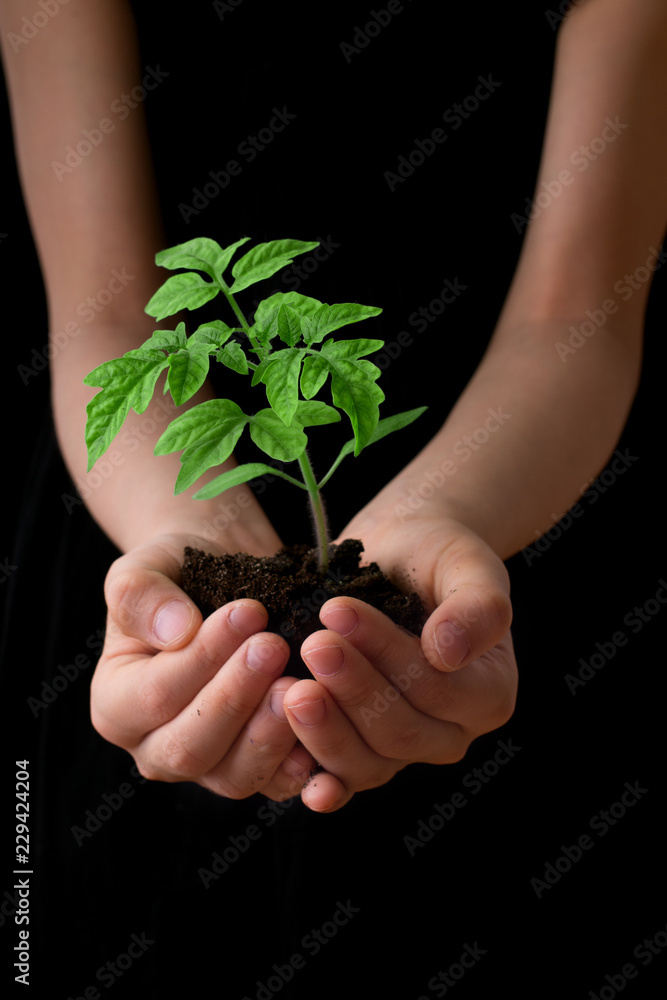 Child hands holding soil heap with tomato seedling. Gardening and environmental protection concept Child hands holding soil heap with tomato seedling. Gardening and environmental protection concept