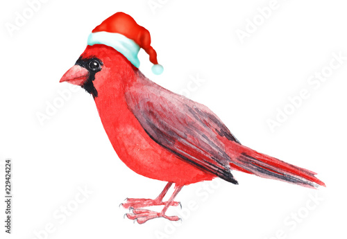 Merry Christmas hatted bird greeting decoration. Hand painted red cardinal bird isolated on white illustration. Fun and joy decoration use for kids card, web, cover and prints..