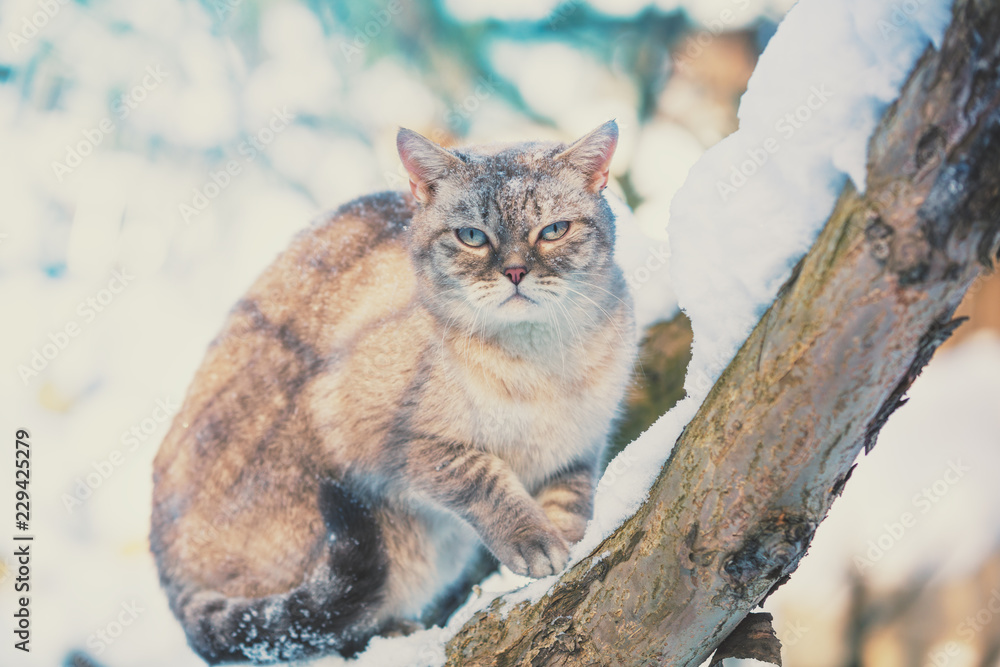 Fototapeta premium Syjamski kot siedzi na drzewie w ogródzie w śnieżnej zimie
