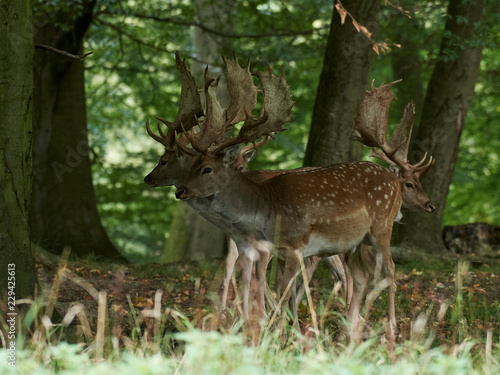 Fallow deer  Dama dama 