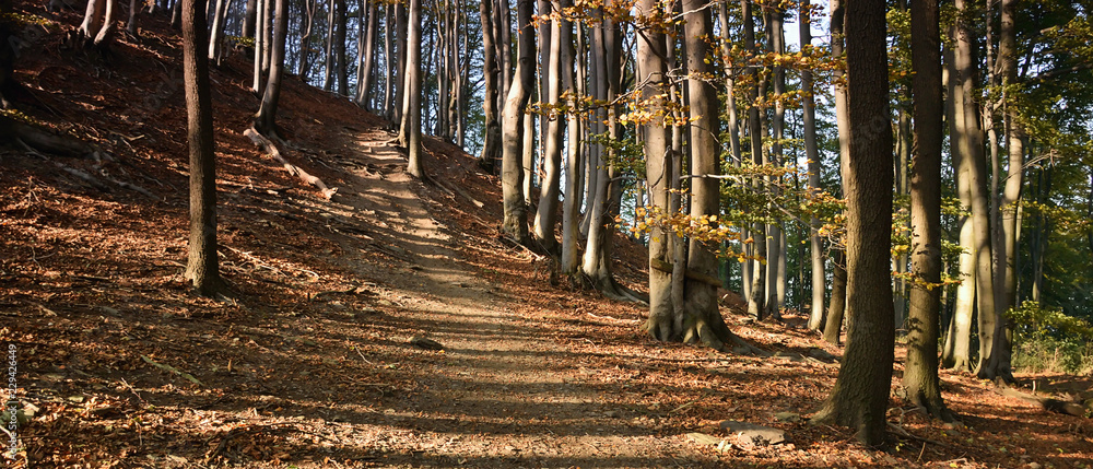 Path in autumnal forest on Maly Bezdez hill in czech Machuv kraj region on 13th october 2018 Path in autumnal forest on Maly Bezdez hill in czech Machuv kraj region on 13th october 2018