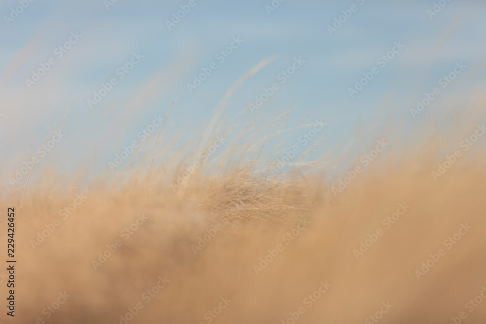 Prairie grass in fall Prairie grass in fall