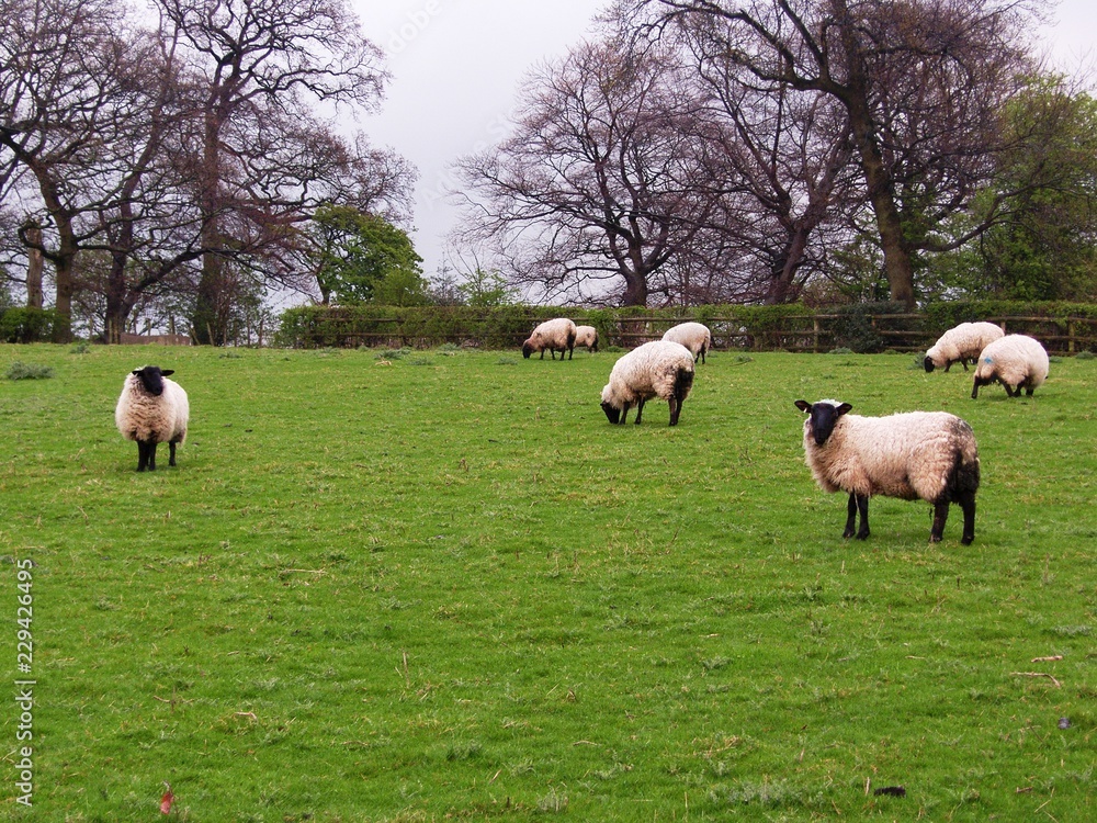 uk sheep green