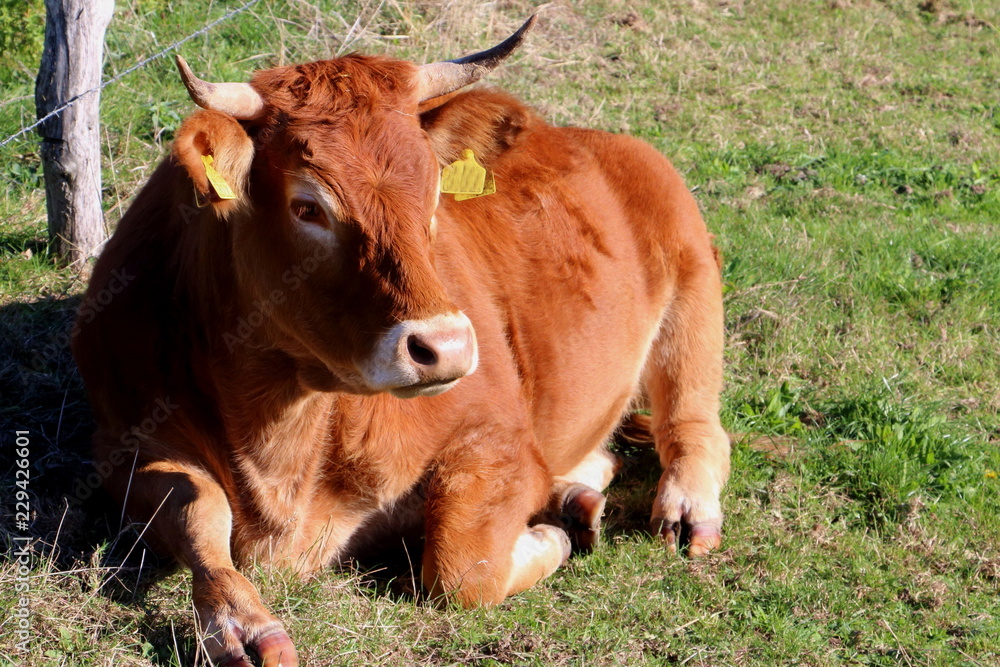 Limousin cow in the Netherlands, state Limburg Limousin cow in the Netherlands, state Limburg