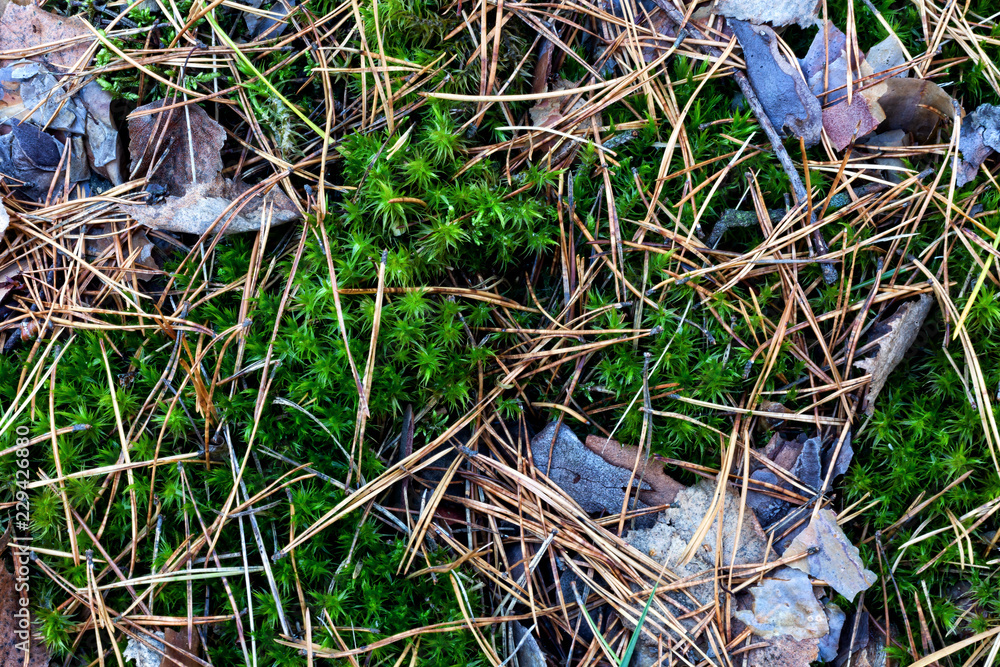 The texture of the forest trail. Moss, fallen needles and leaves, bark.