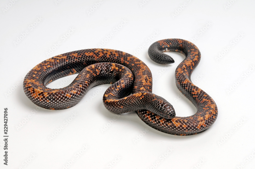 Obraz premium Erdpython (Calabaria reinhardtii) - Calabar ground boa