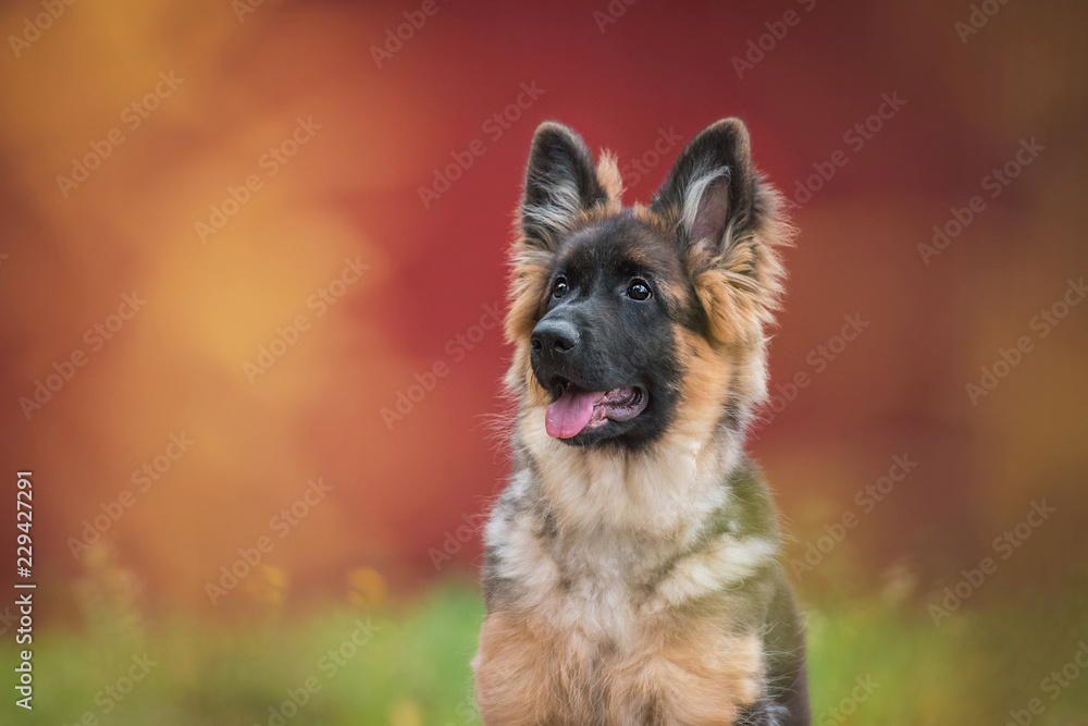 German shepherd puppy in autumn German shepherd puppy in autumn