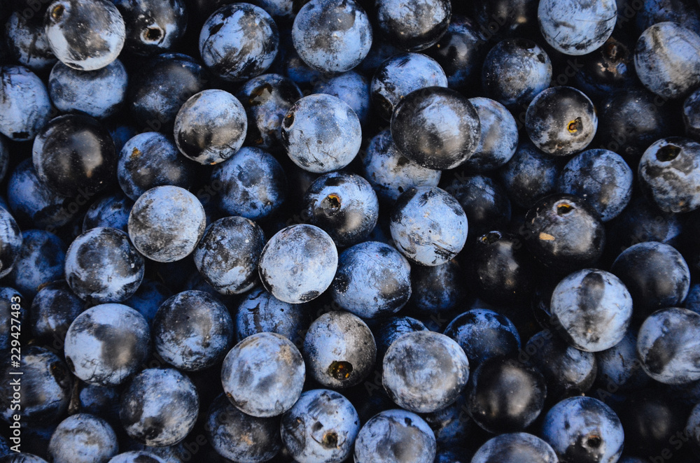 Blue sloe berries. Blue blackthorn berries - obrazy, fototapety, plakaty 