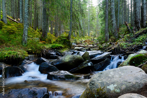 Mountain stream in Carpathian Mountains. Around the tall trees, stones and splashes of water.
