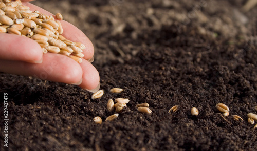 sowing wheat by hand in home garden