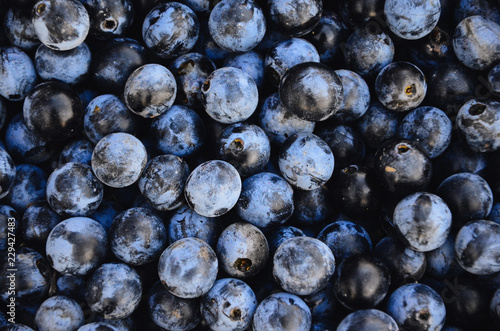 Blue sloe berries. Blue blackthorn berries photo