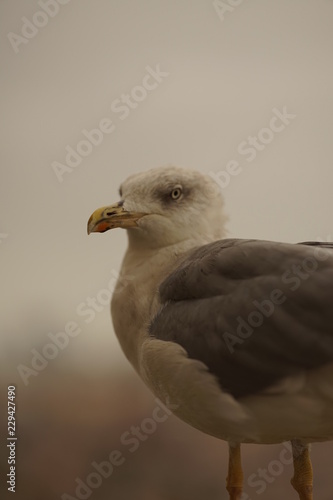 ave istanbul bird
