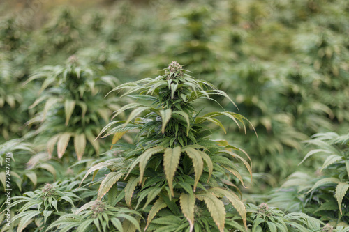 Medizinisches CBD Marihuana Cannabis Outdoor Feld