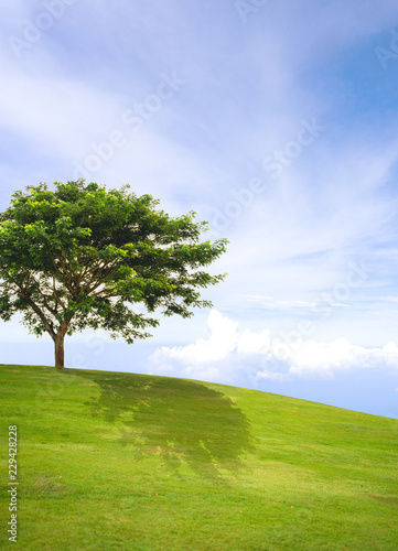 Lonely tree in green grass field and blue sky