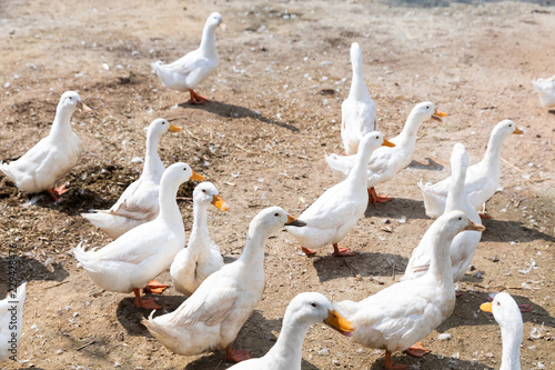 Free range duck in farm