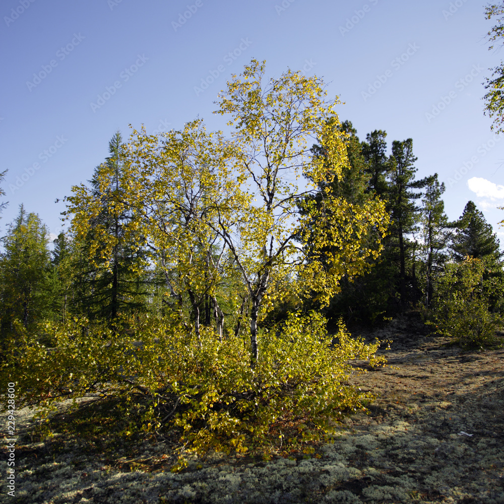 Fototapeta premium Осень/Autumn