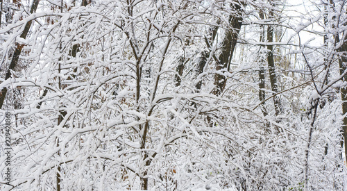 snow-covered branches and trees in the city park, © Wingedbull