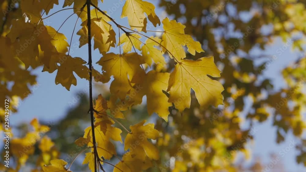 Blue sky through autumn leaves blowing in the wind. Autumn city park. Blue sky through autumn leaves blowing in the wind. Autumn city park.