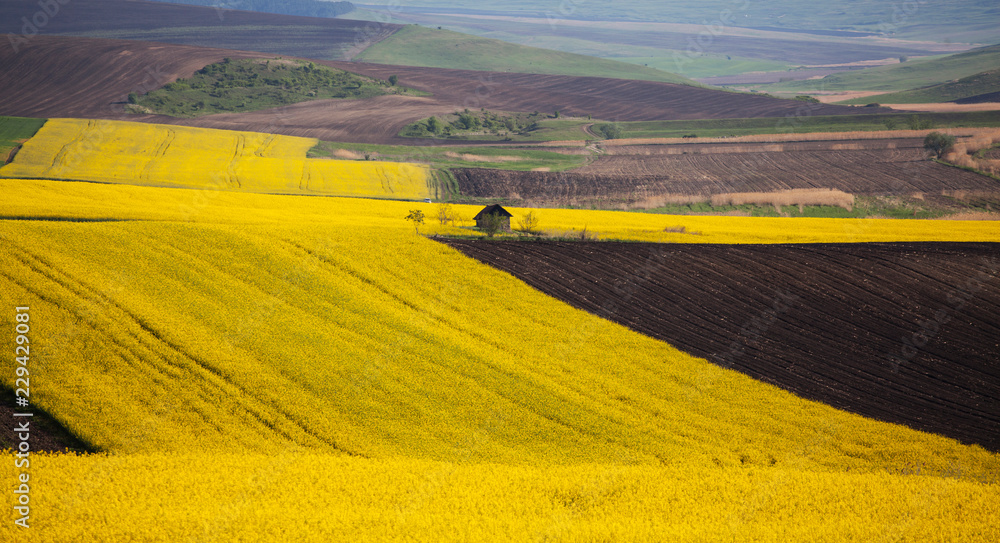 Obraz premium Rape field in summer