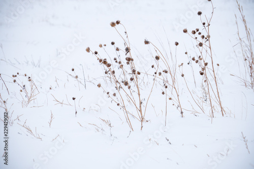 Fototapeta Naklejka Na Ścianę i Meble -  Dead grasses in the snow, in the midwest during winter