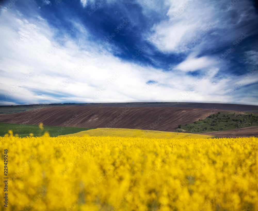 Fototapeta premium Rape field in summer