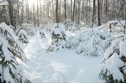 Winter forest, daytime, landscape, snow