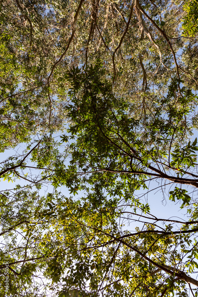 Obraz premium Up to the tree top shot from below