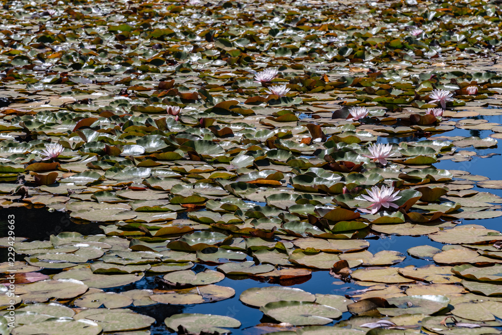 Lotus flowers with their leaves floating on a lake Lotus flowers with their leaves floating on a lake