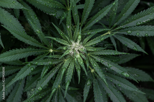 Medizinisches Marihuana Cannabis Blatt mit Wassertropfen auf den Blättern