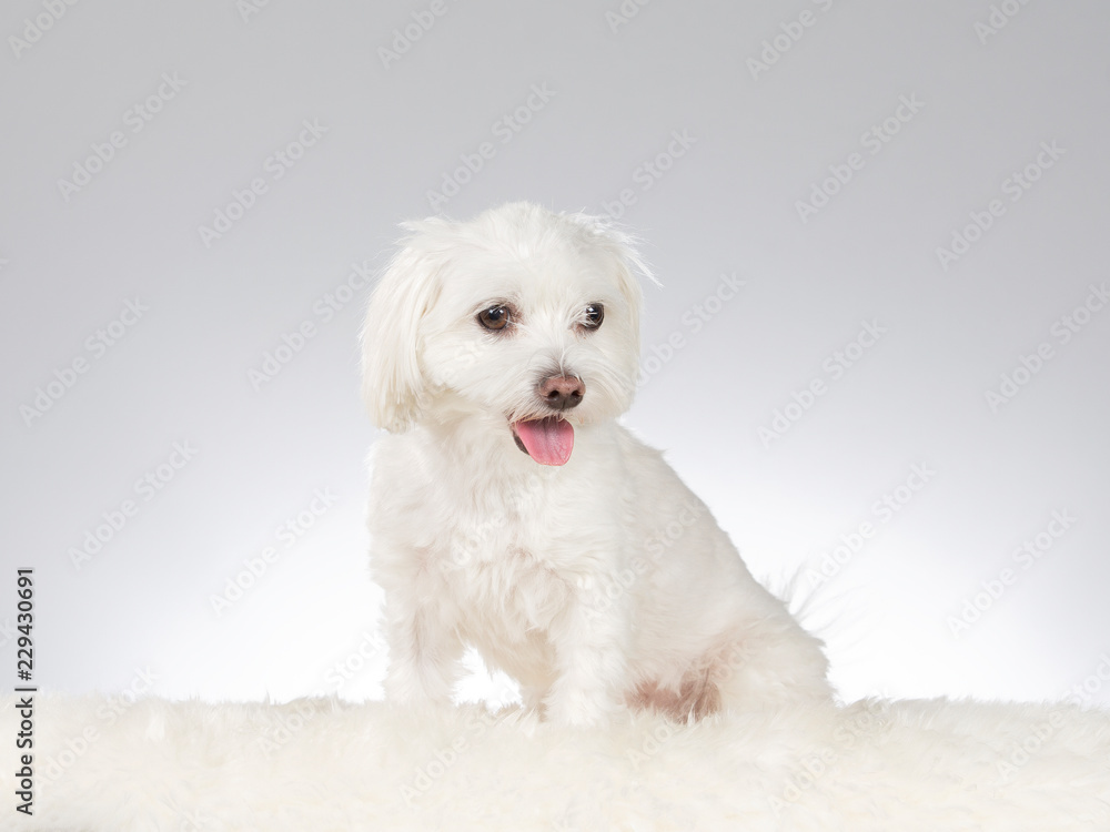Maltese dog portrait. Image taken in a studio with white background. Maltese dog portrait. Image taken in a studio with white background.