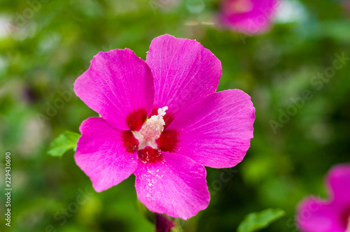 Bright Hibiscus flower blooming in the tropical garden, in soft focus on natural green bokeh background