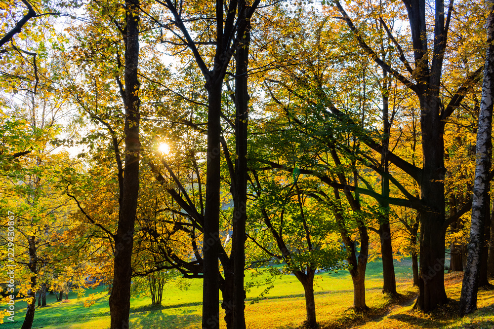 Fototapeta premium Bright green forest natural walkway in sunny day light. Sunshine forest trees. Sun through vivid green forest.